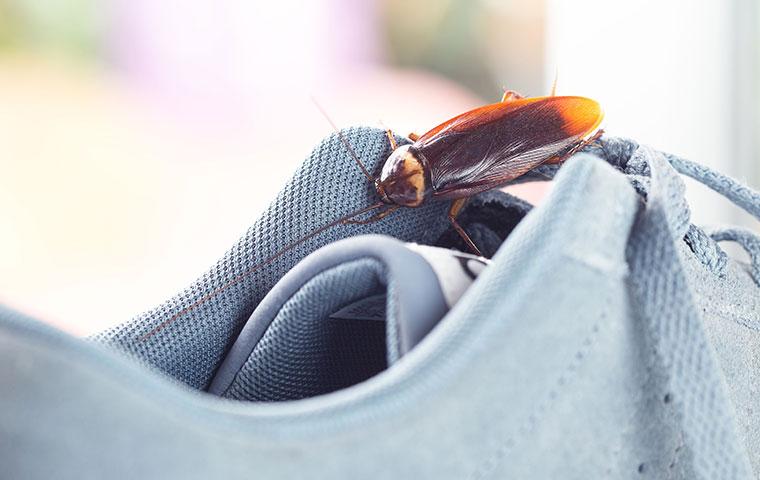 American Cockroach sitting on a sneaker