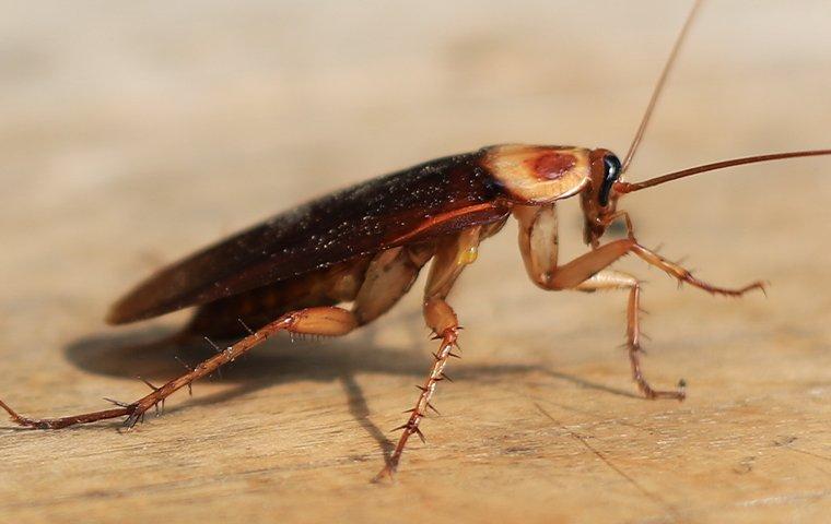 American Cockroach on a table