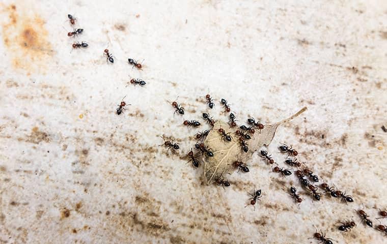 ants carrying a leaf