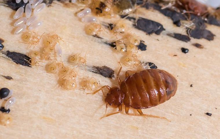 bed bug and larvae on a table