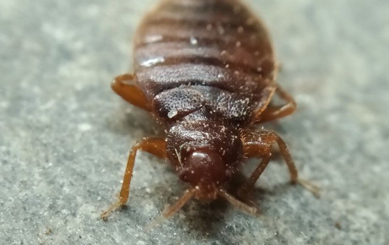 close up photo of a bed bug