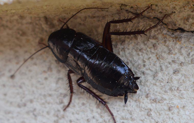 cockroach on a wall